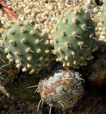 Cumulopuntia_tumida_2